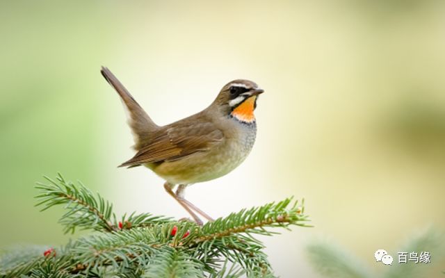 注意这4点养好茉莉花没毛病,注意这九个细节培养强大的气场