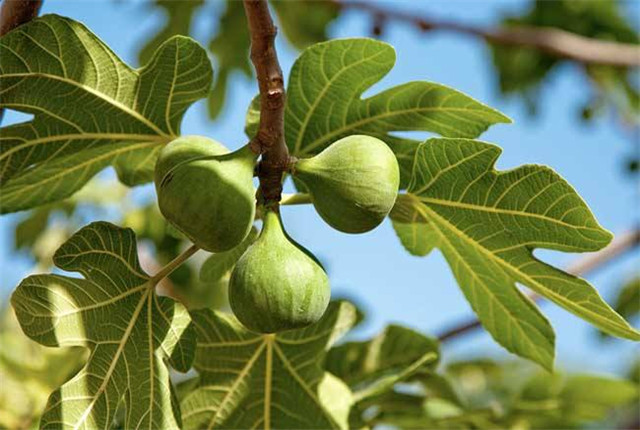 无花果种植技术和管理方法,无花果种植技术与管理如何挂果多