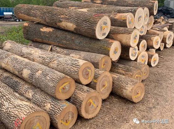 美国硬木干货价格,北美硬木排行