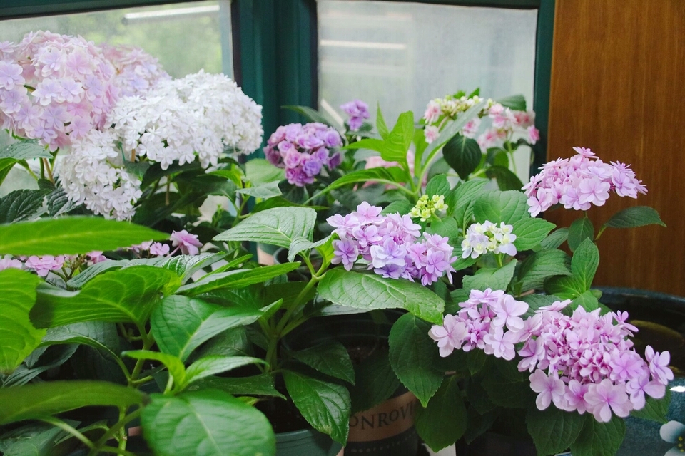 绣球花枝叶出芽慢怎么回事,绣球花芽变叶芽是怎么造成的