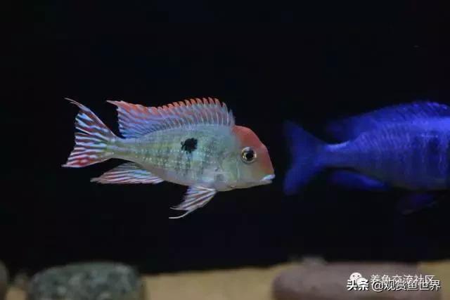 食土鲷一般多大尺寸,食土鲷哪个品种小一点