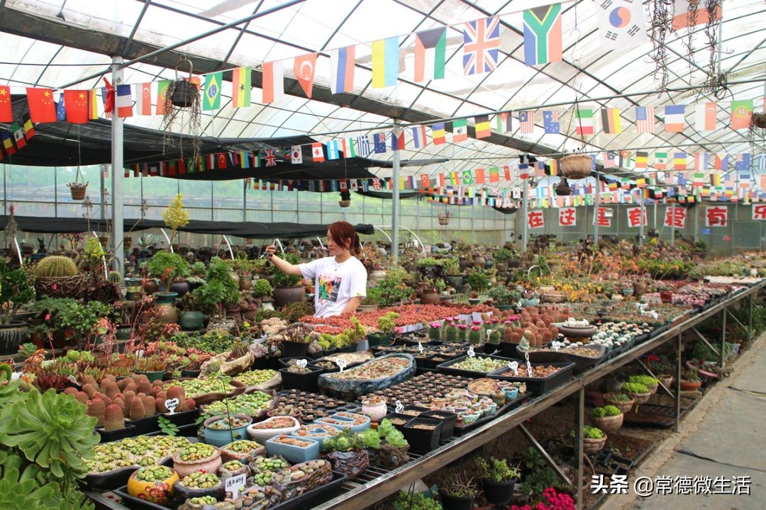 常德丹洲大草原介绍,丹洲草原风景