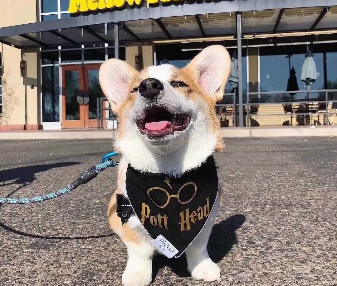 三个月柯基多久认主,柯基三个月一天排几次便正常