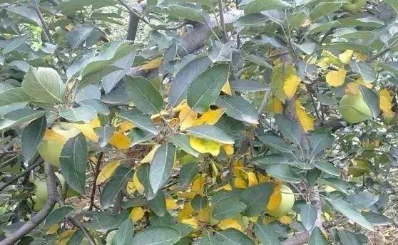 苹果树黄叶病的原因,苹果树黄叶病和打除草剂有关系吗