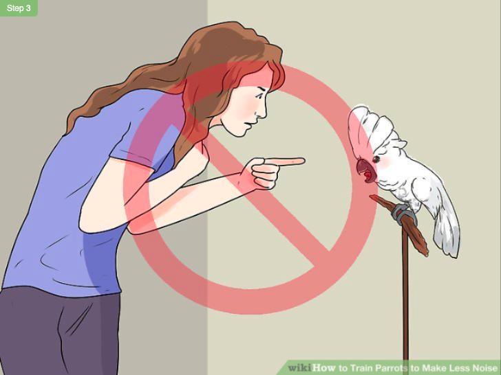 鹦鹉控食训练一般多长时间,怎么训练鹦鹉不随便拉便便