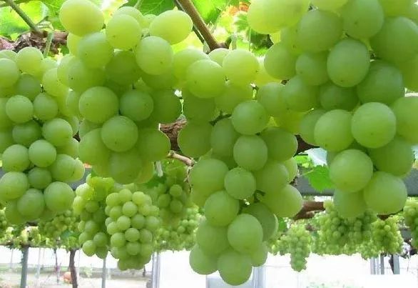 全国各地最全特产,全新疆特产