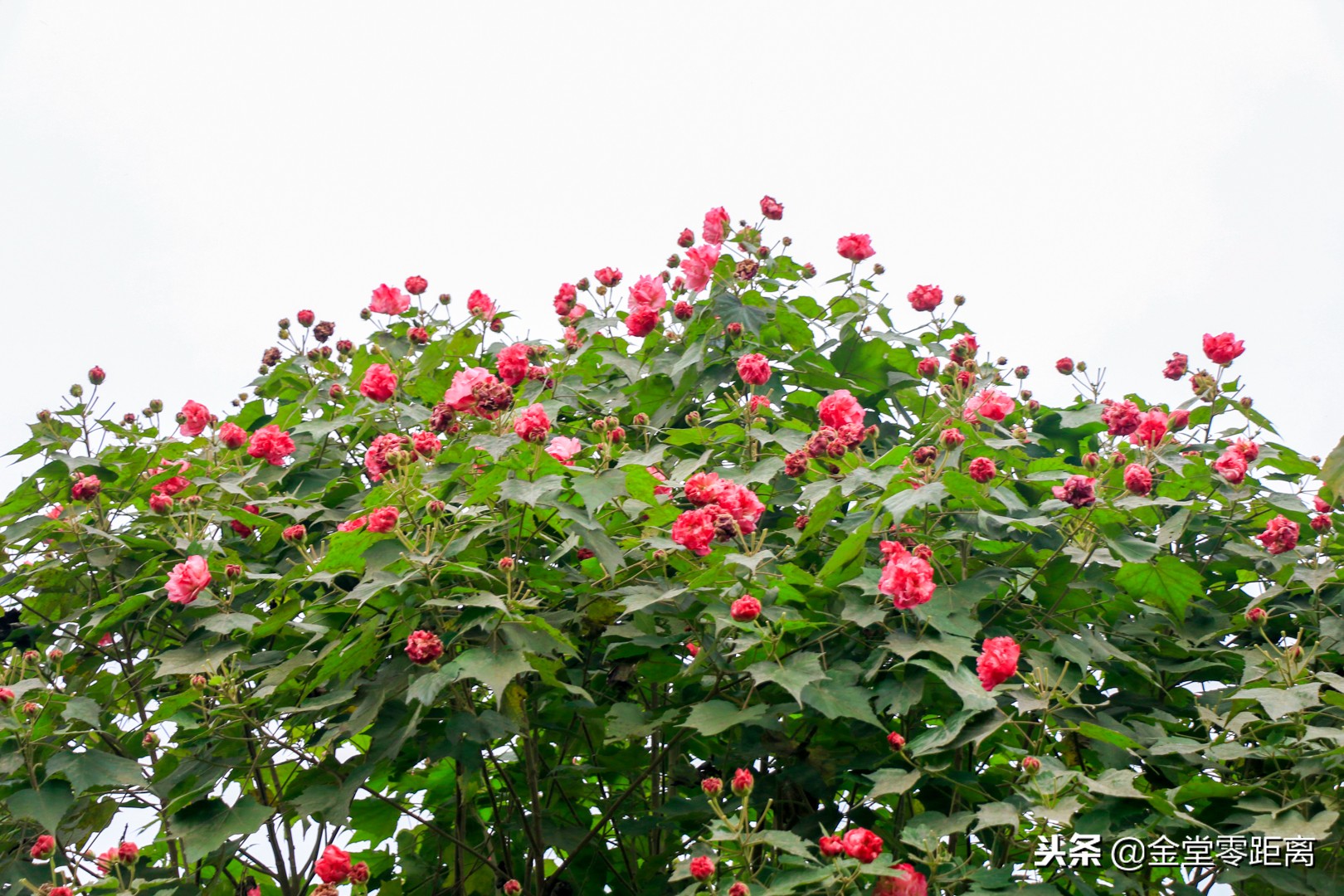 成都文理学院出来怎么样,成都文理学院金堂是本科吗