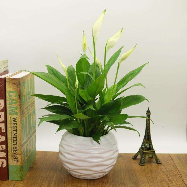 净化空气吸甲醛最好的植物排名,哪种植物适合放在室内净化空气