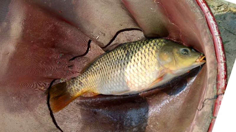 钓鲤鱼用粗的子线,钓鲤鱼用粗线没口怎么办