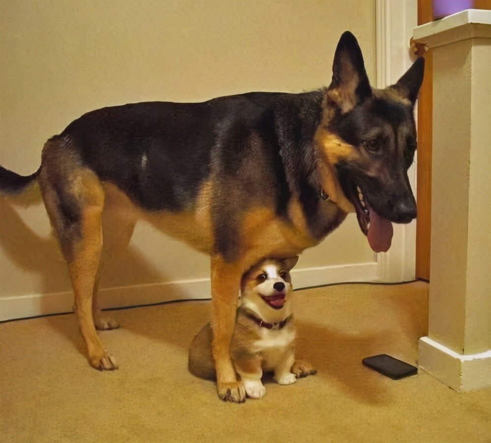 柯基被土狗整怀孕,柯基被德牧咬死