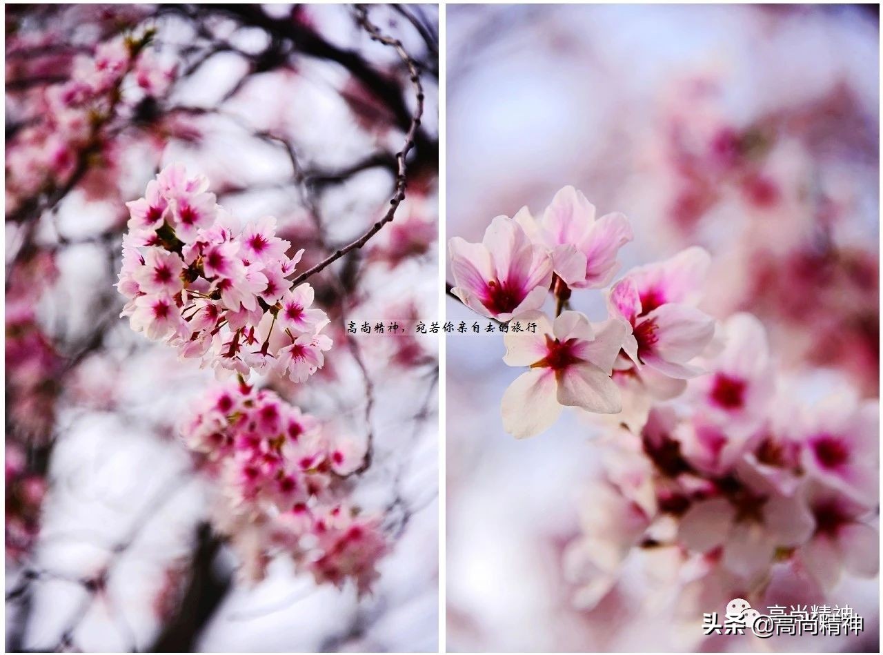 纽约布哈拉犹太人,纽约地下犹太人