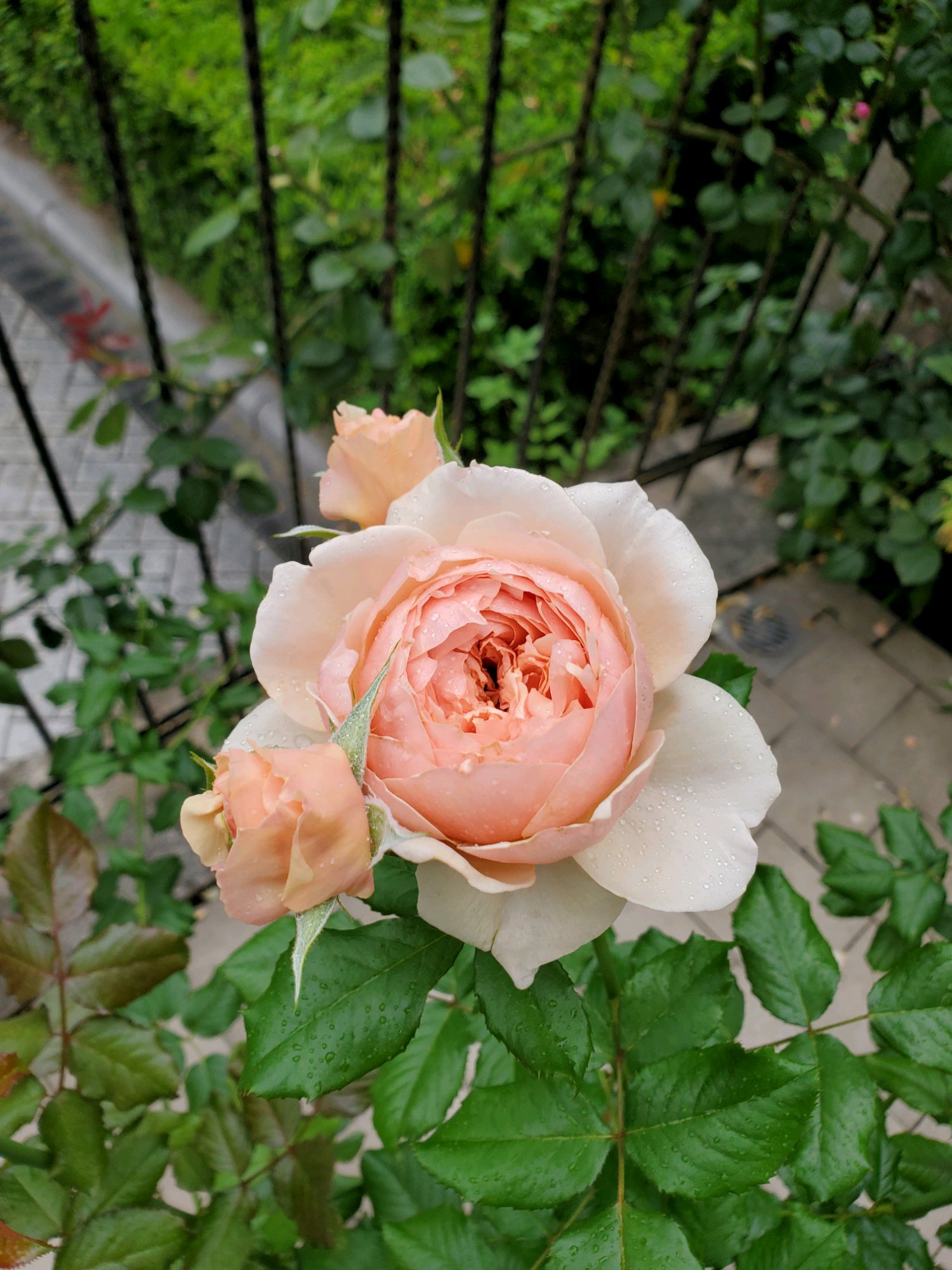 夏季月季怎样养才能长得茂盛,夏天如何养好月季花盆栽