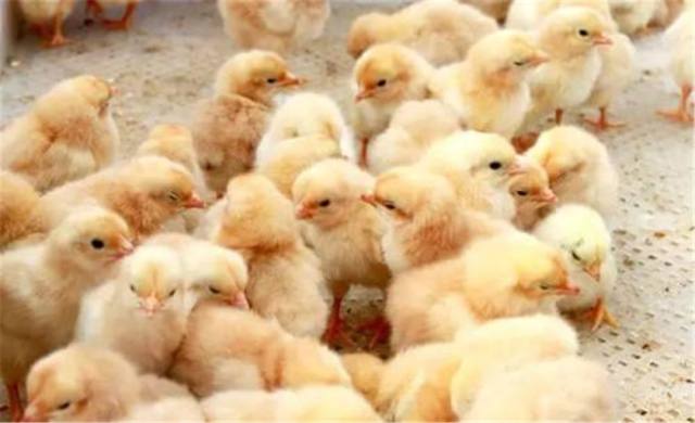 花水湾温泉酒店别墅,花水湾五星酒店