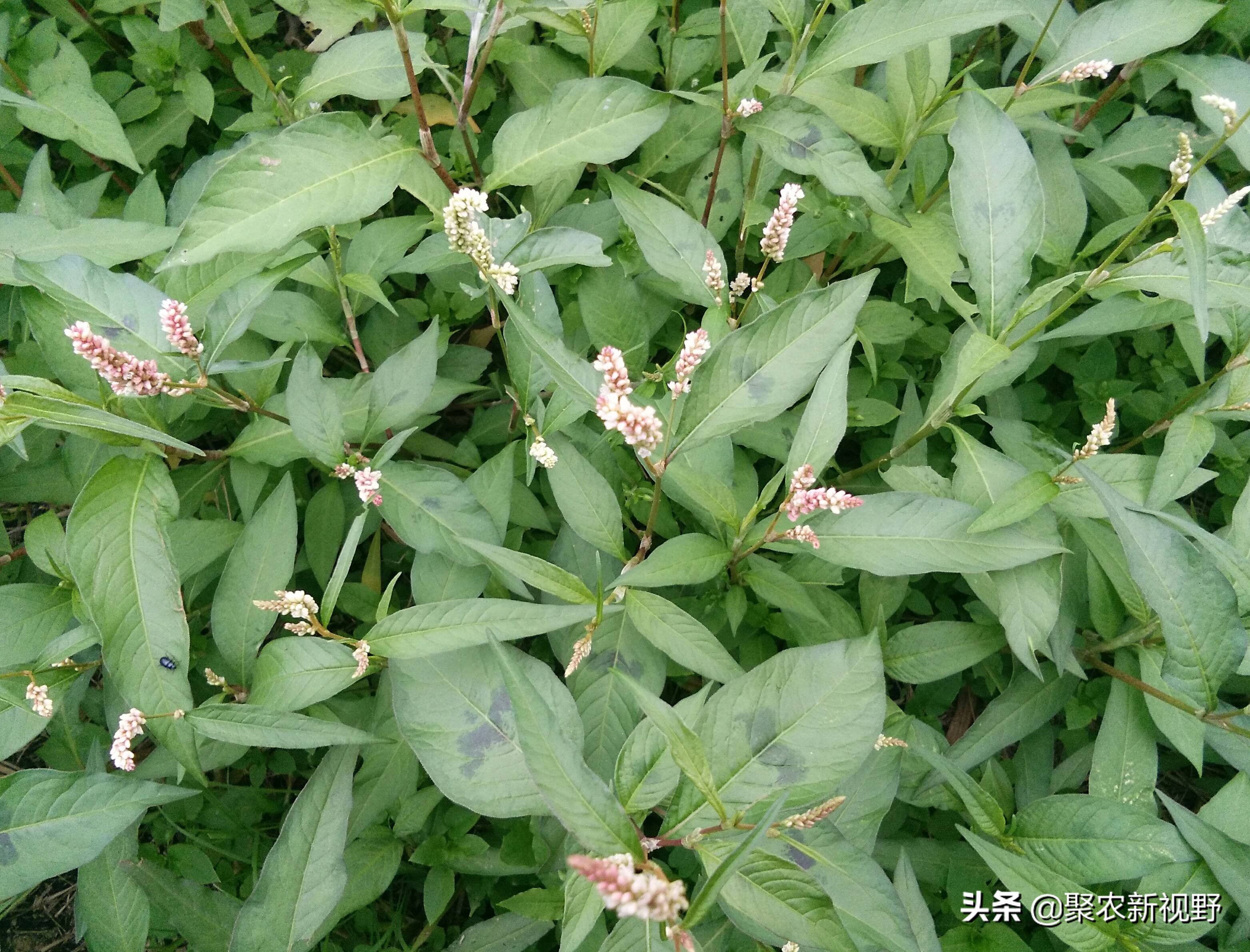 辣蓼草酒曲可以做豆豉吗,冬天采摘的辣蓼草可以做酒曲吗