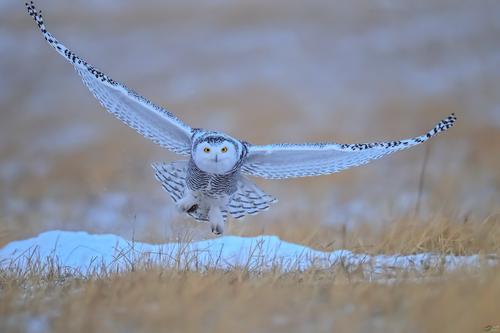 猫头鹰｜散发神秘与诡异，伟大的猎手，结果因为太萌了成了宠物
