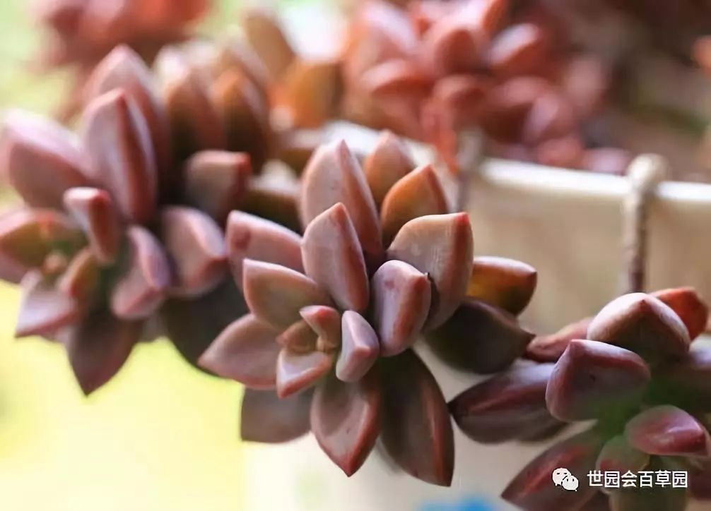 当中药碰上多肉，好吃又健康