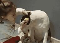 颜王像牛头梗,极限挑战颜王撞脸牛头梗哪一集