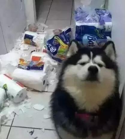 第一次养狗狗要注意什么萨摩耶,第1次养阿拉斯加需要准备什么