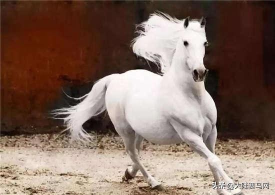 马的致死疾病,马为什么这么容易得病