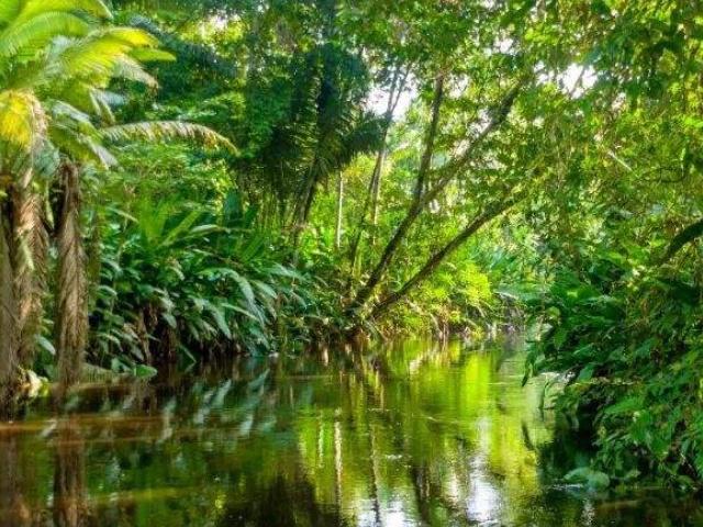 亚马逊热带雨林多大面积,亚马逊雨林最多的植被