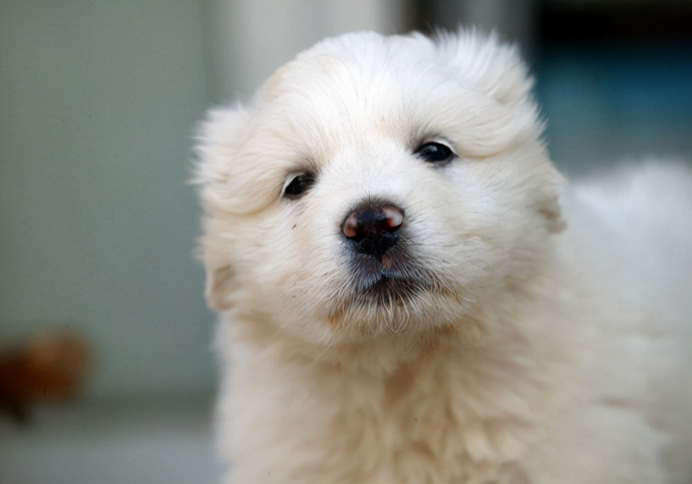 家狗感冒自己痊愈,狗狗感冒怎么治疗最有效