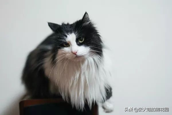 给猫咪绝育有多残忍,给猫咪绝育犯法吗