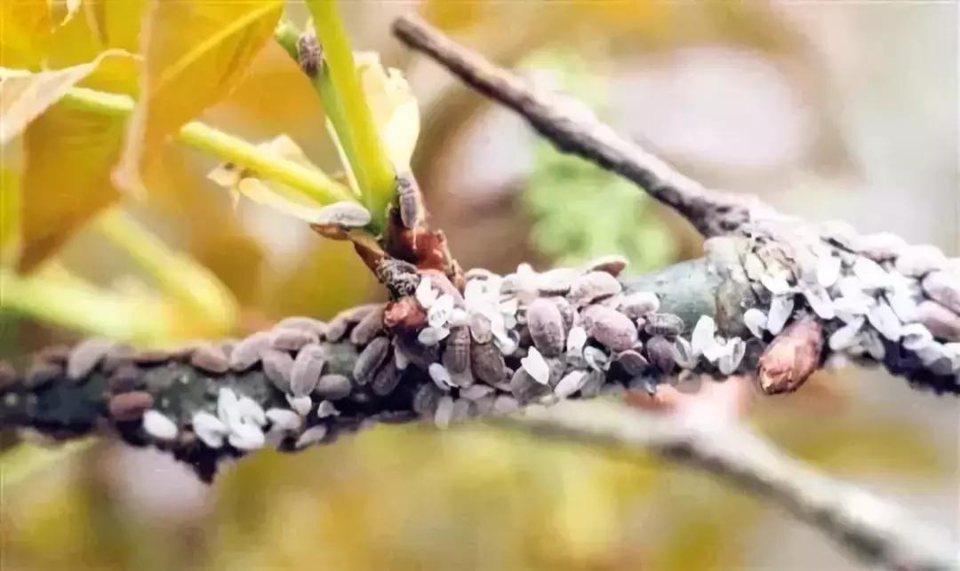果树蚧壳虫怎么根除4月,果树蚧壳虫最快消除办法