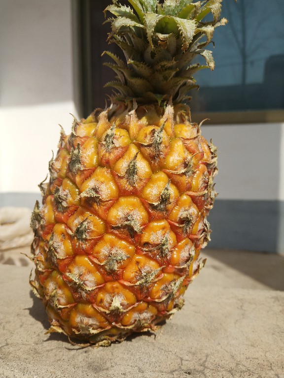 教你如何正确吃菠萝,一百种方法教你如何吃菠萝