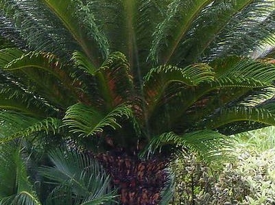 铁树叶子发黄是怎么回事,龙血铁树叶子发黄怎么办