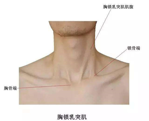 胸锁乳突肌疼可以艾灸吗,胸锁乳突肌的穴位总结