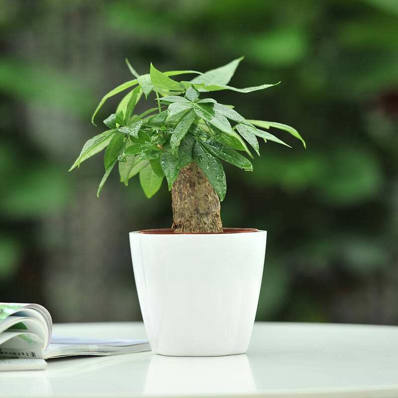 想让发财树长高怎么办,发财树怎么浇水才能活得更长