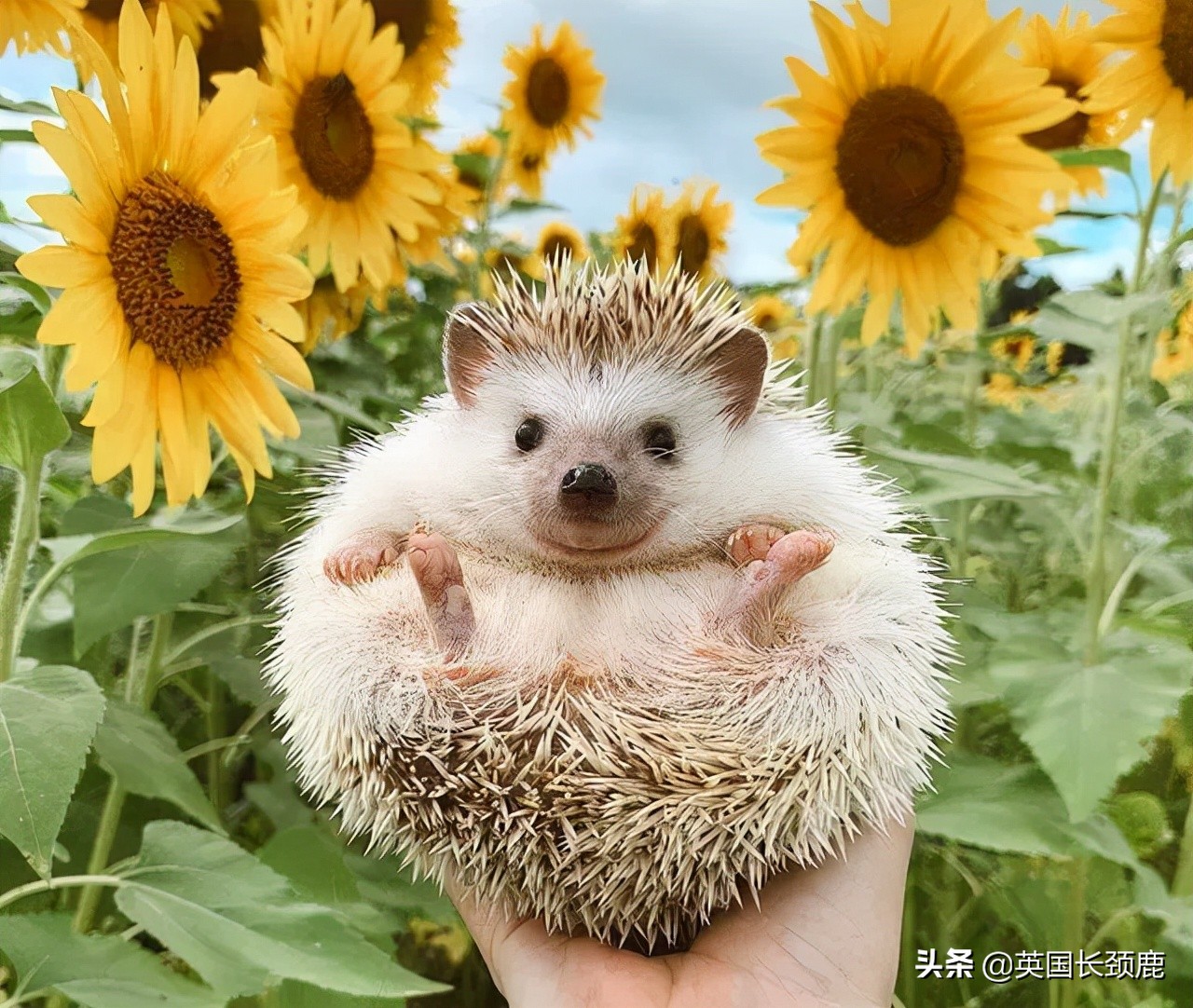 羊驼忧郁症,羊驼抑郁症治疗