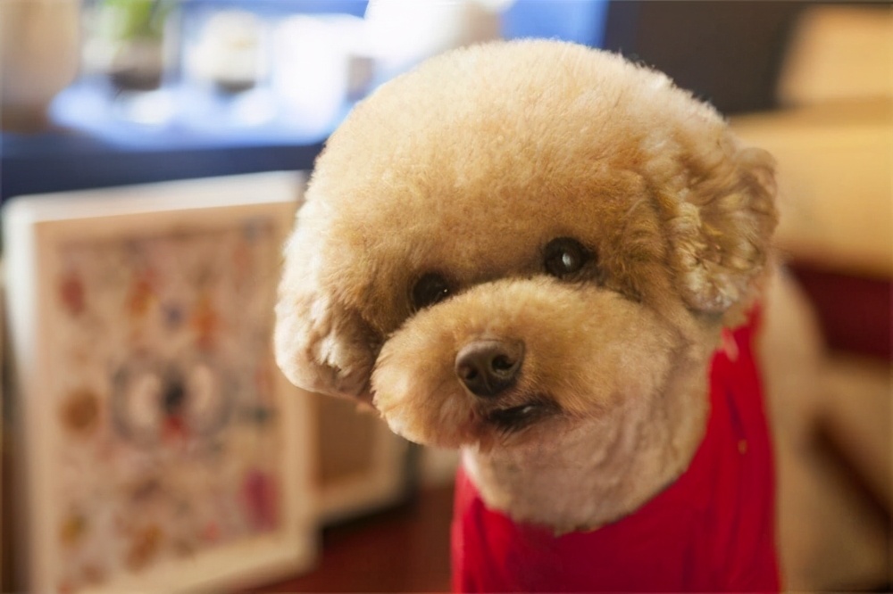 泰迪犬吃什么狗粮好,泰迪犬吃什么狗粮