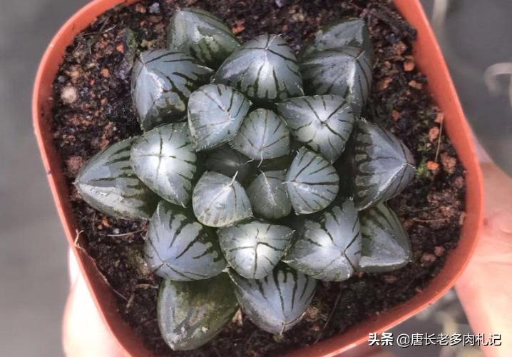 多肉白斑玉露叶片很薄,多肉玉露叶片软软的