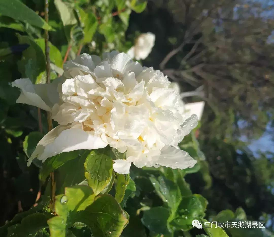 三门峡天鹅湖湿地公园牡丹苑,三门峡天鹅湖牡丹苑赏牡丹