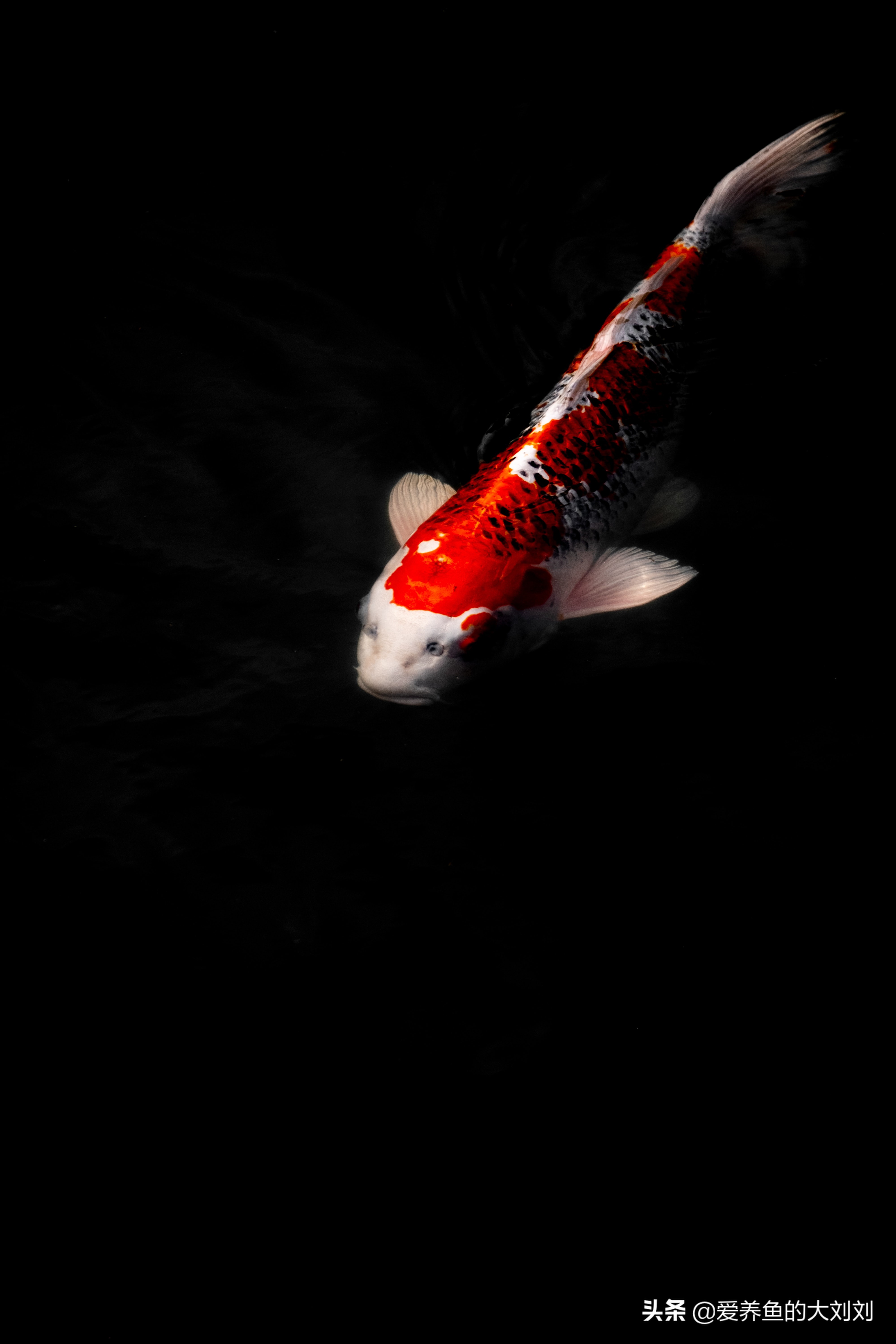 观赏鱼喂多了,观赏鱼喂多了就死鱼