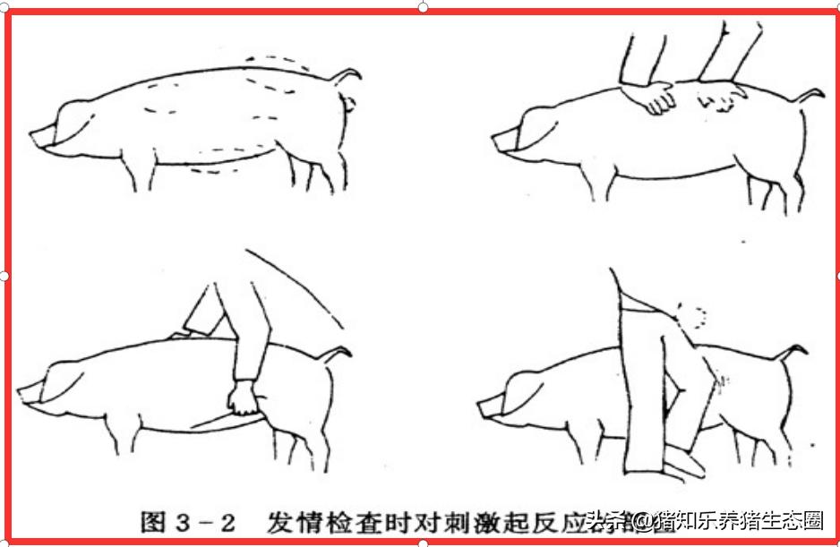 猪授精的正确方法,猪授精的正确方法是什么
