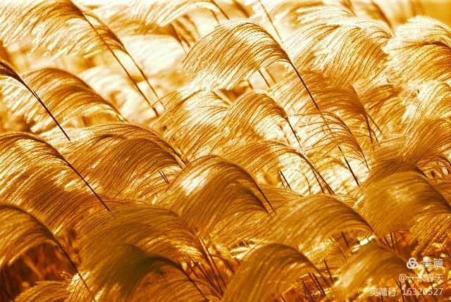 春哥播报原创小说:男生旧楼的回忆(一)