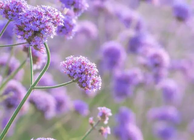 深圳花海公园推荐景点有哪些,深圳花海公园地址在哪里