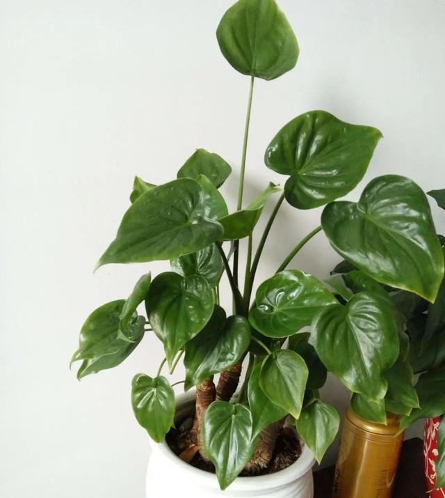 怎么养护滴水观音,养护滴水观音