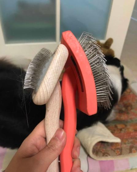 夏季狗狗掉毛严重是什么原因,柴犬夏天掉毛严重正常吗