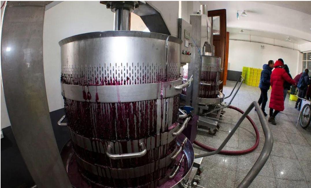 东北农民凌晨挑灯采摘“冰葡萄”，五千粒只酿一瓶酒，价格超千元