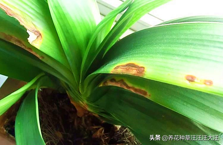 君子兰夜间发黄是什么原因,君子兰叶子发白的原因和解决方法