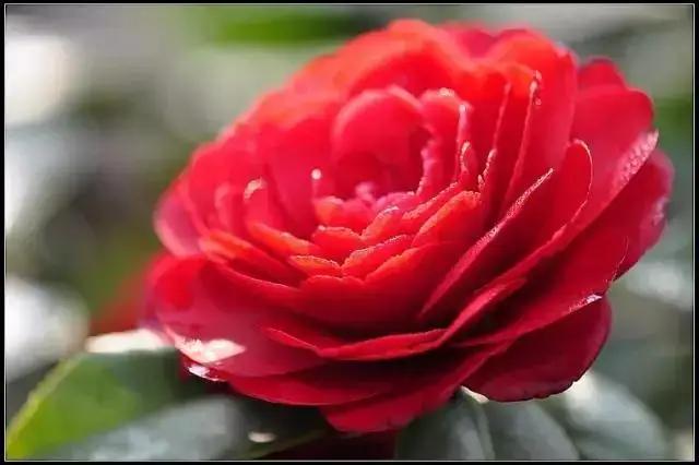 核心词汇economy,incredible核心词汇