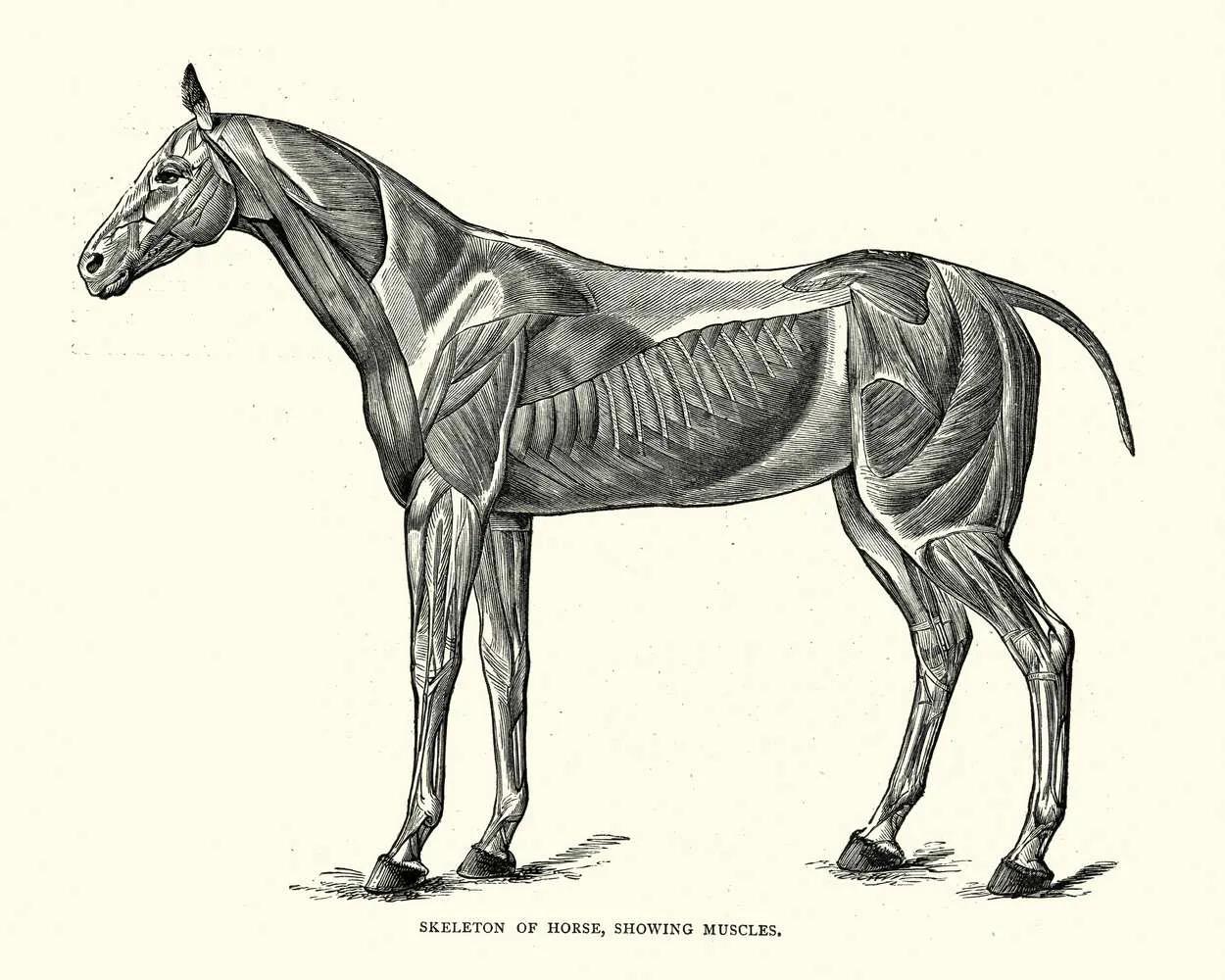 12个动物器官系统