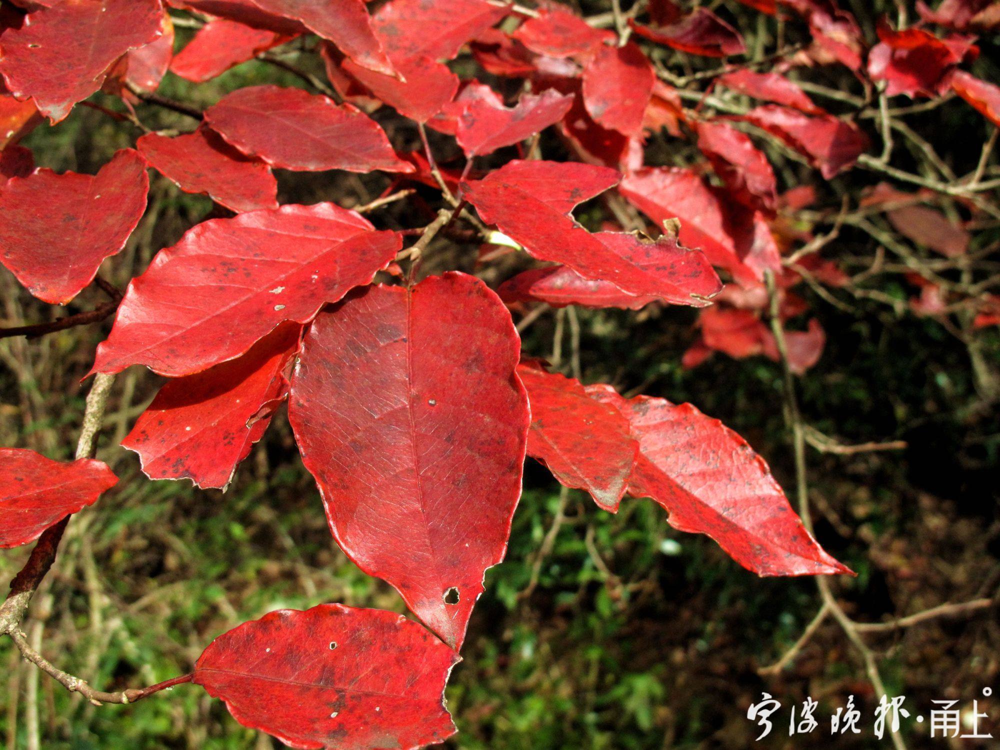 四明山美景,宁波四明山枫叶美景