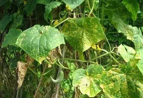 青霉灰霉杀菌剂,青霉绿霉跟灰霉有什么区别