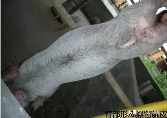 小猪渗出性皮炎怎么预防,仔猪渗透性皮炎治疗方法