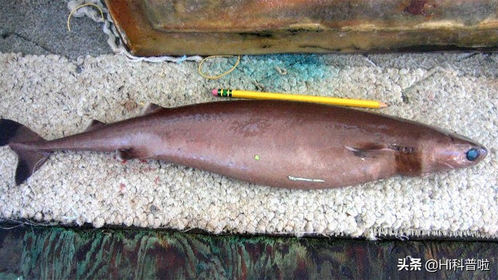 鐢熷悆铏庨哺鍜屽ぇ鐧介波鍜牬娼滆墖,澶х櫧椴ㄨ兘鍜牬铏庨哺