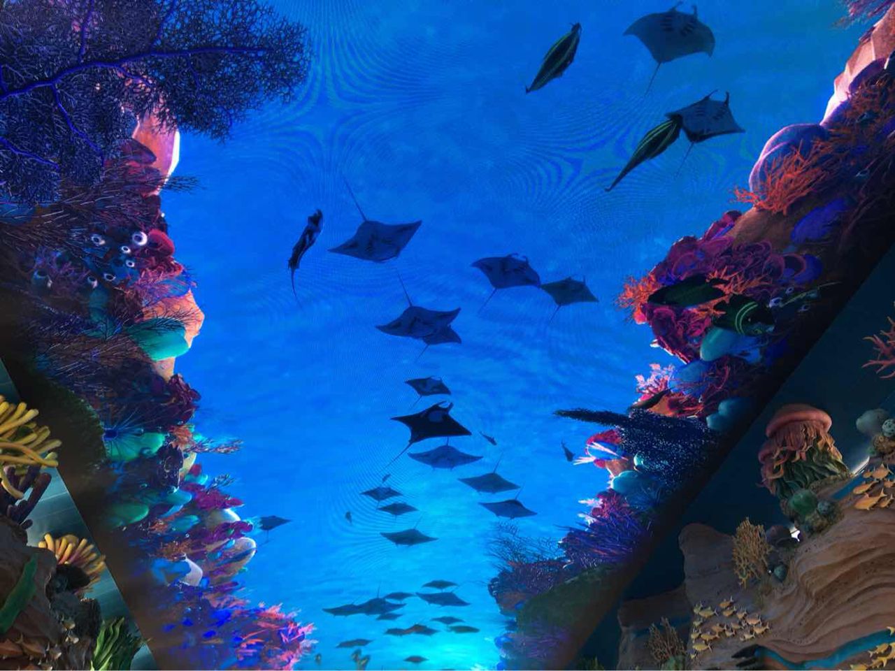 全球最大的长隆海洋公园,沉浸式参观长隆海洋王国